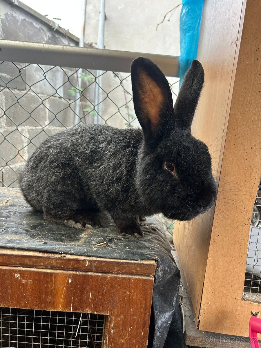 Králík samec Vss - 3