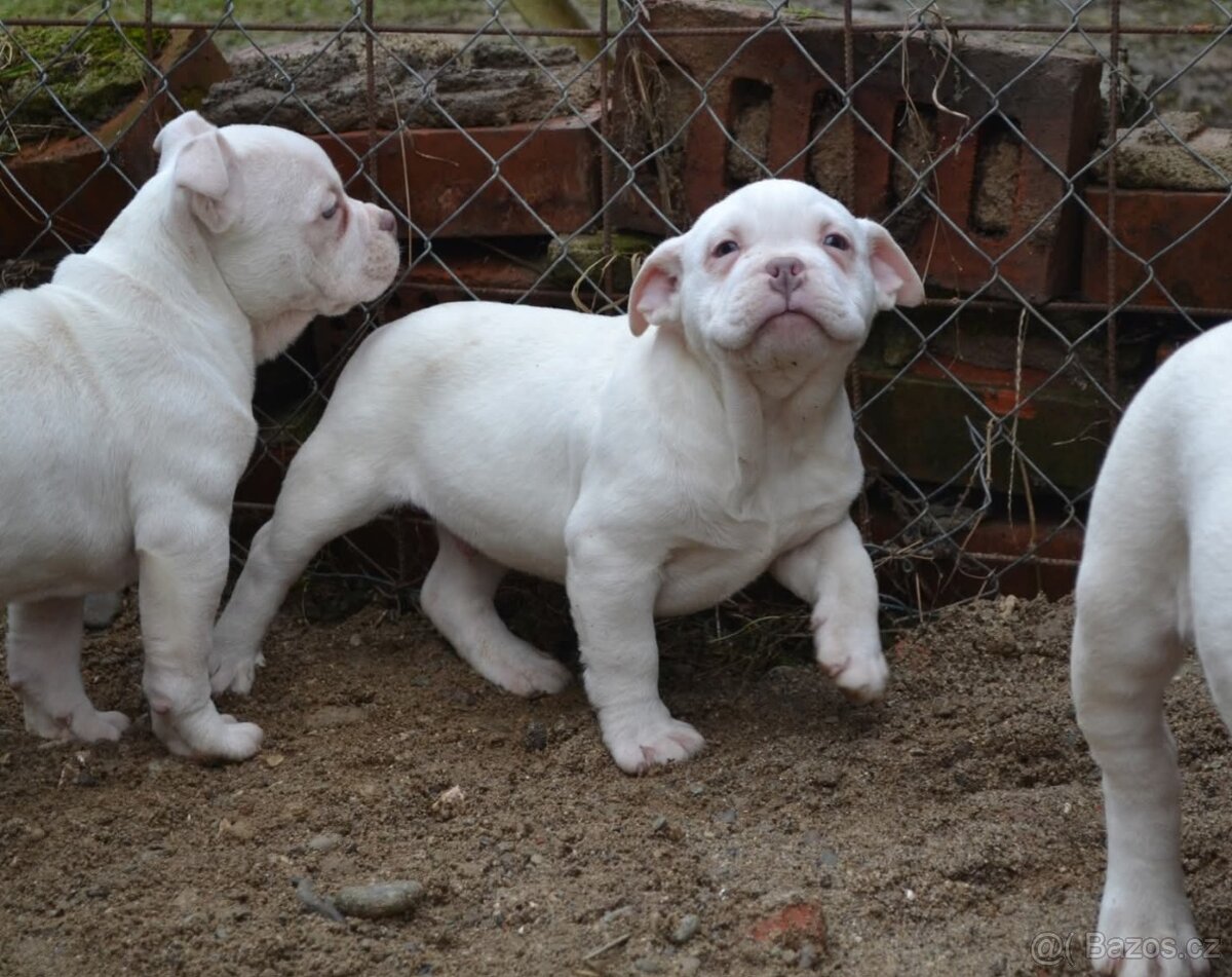 American bully pocket / standard - 3