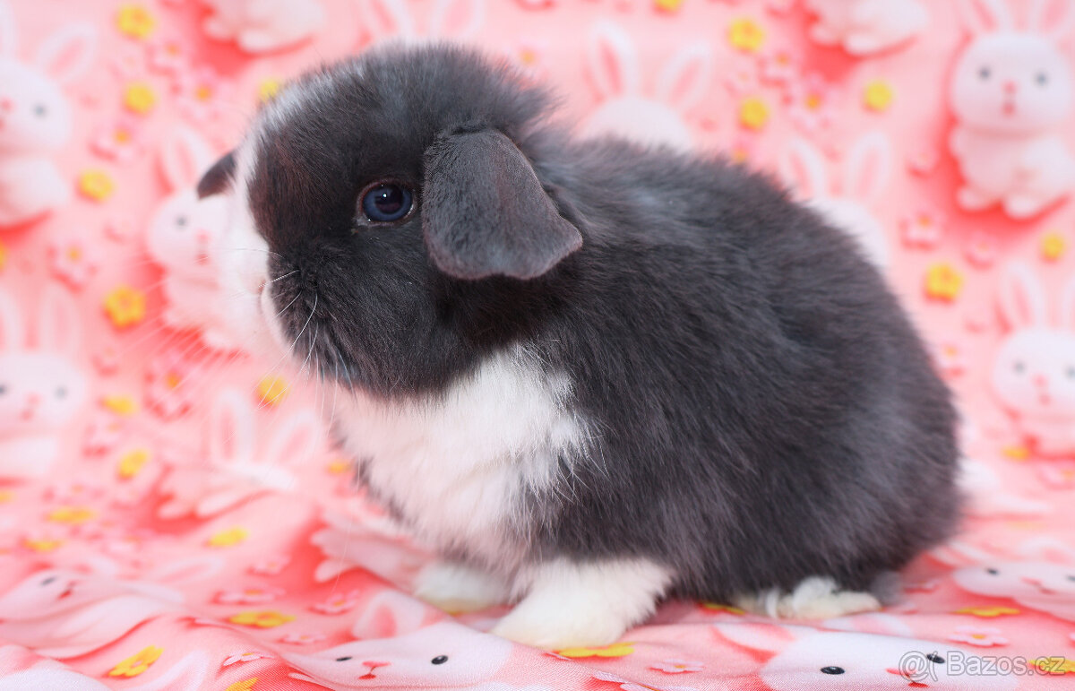 Zakrslý modrooký beránek - samička . - 3