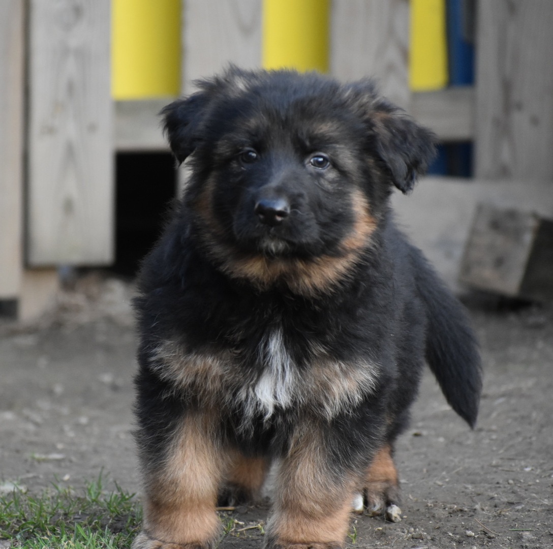 Německý ovčák s PP - 3