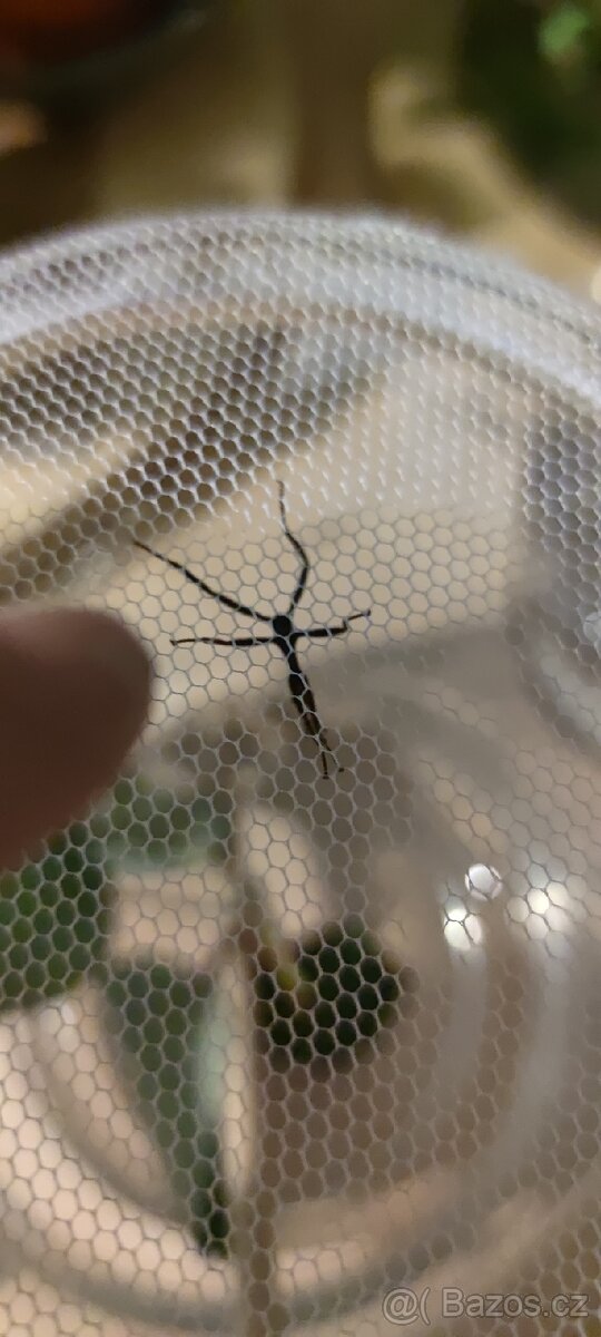 Strašilka australská - 3