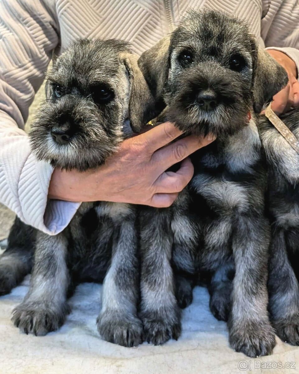 Knírač střední pepř a sůl - 3