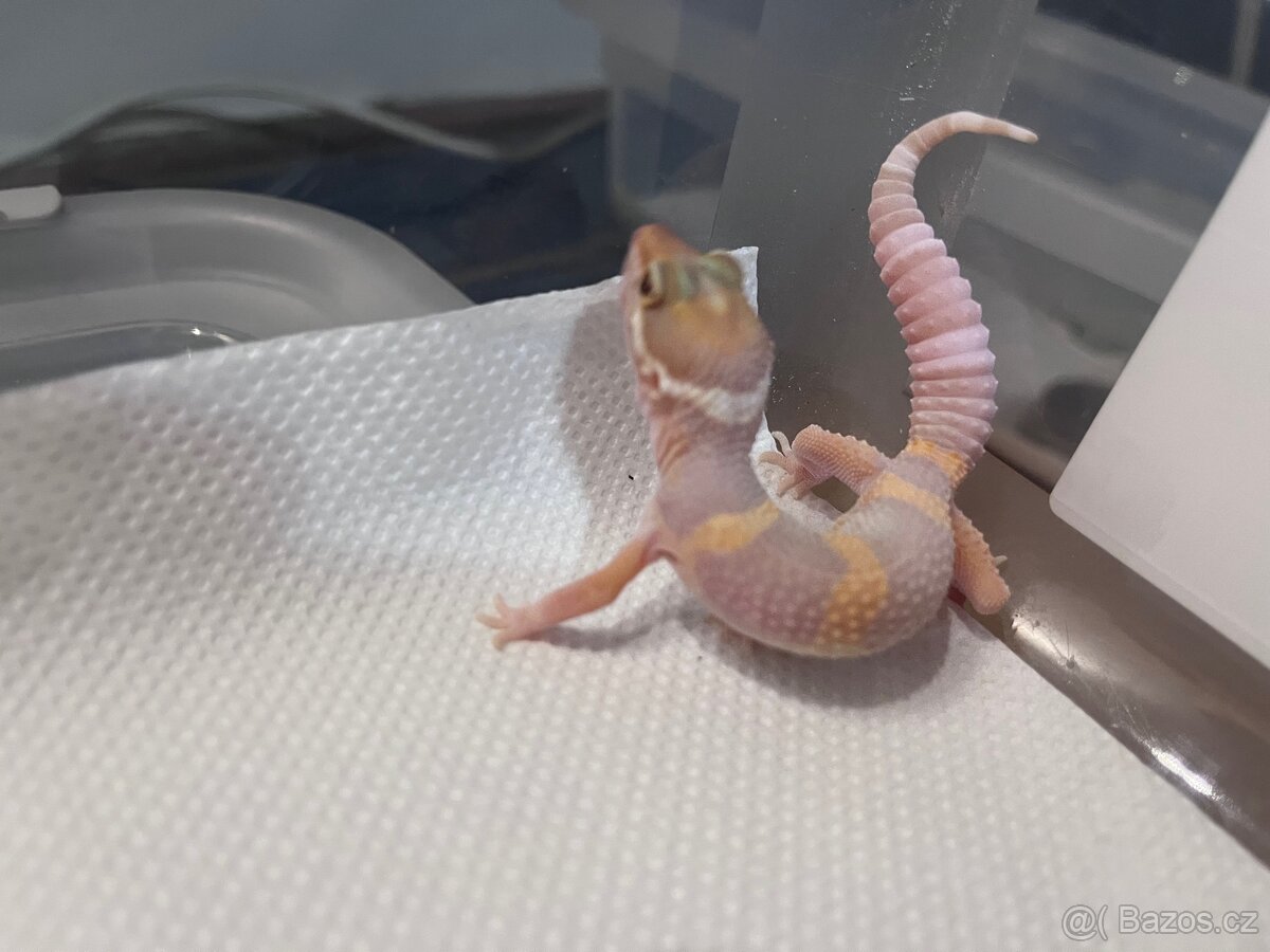 Samička gekončíka nočního - 3