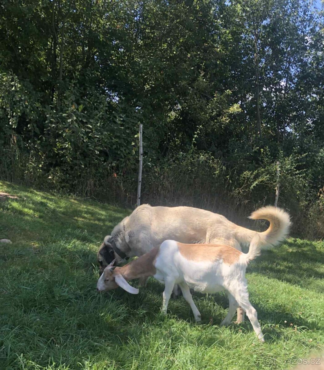 Kangalský pastevecký pes- štěňátka s pp - 3