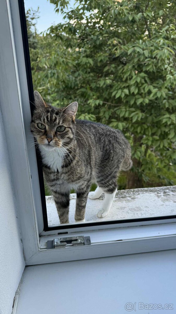 Darujeme kocoura - 3