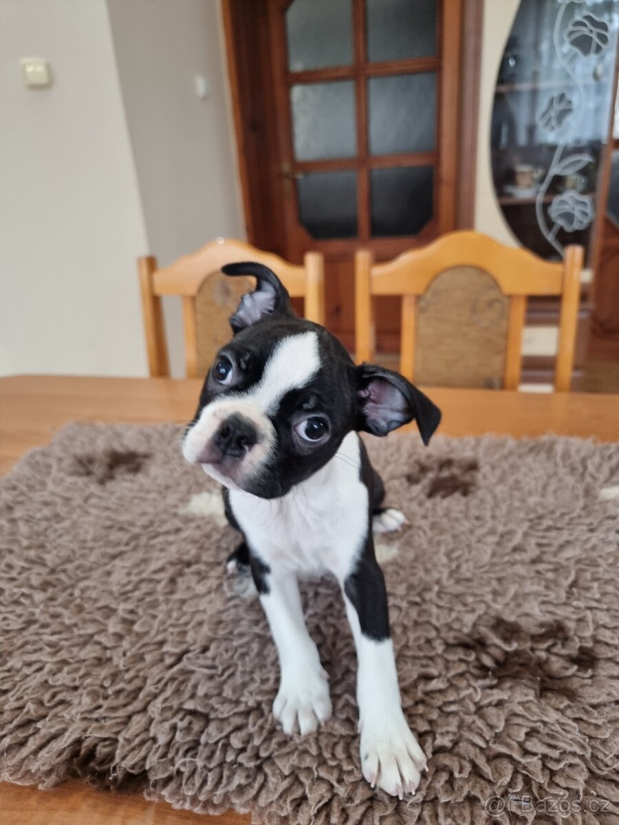 Bostonsky terier Boston terier - 3