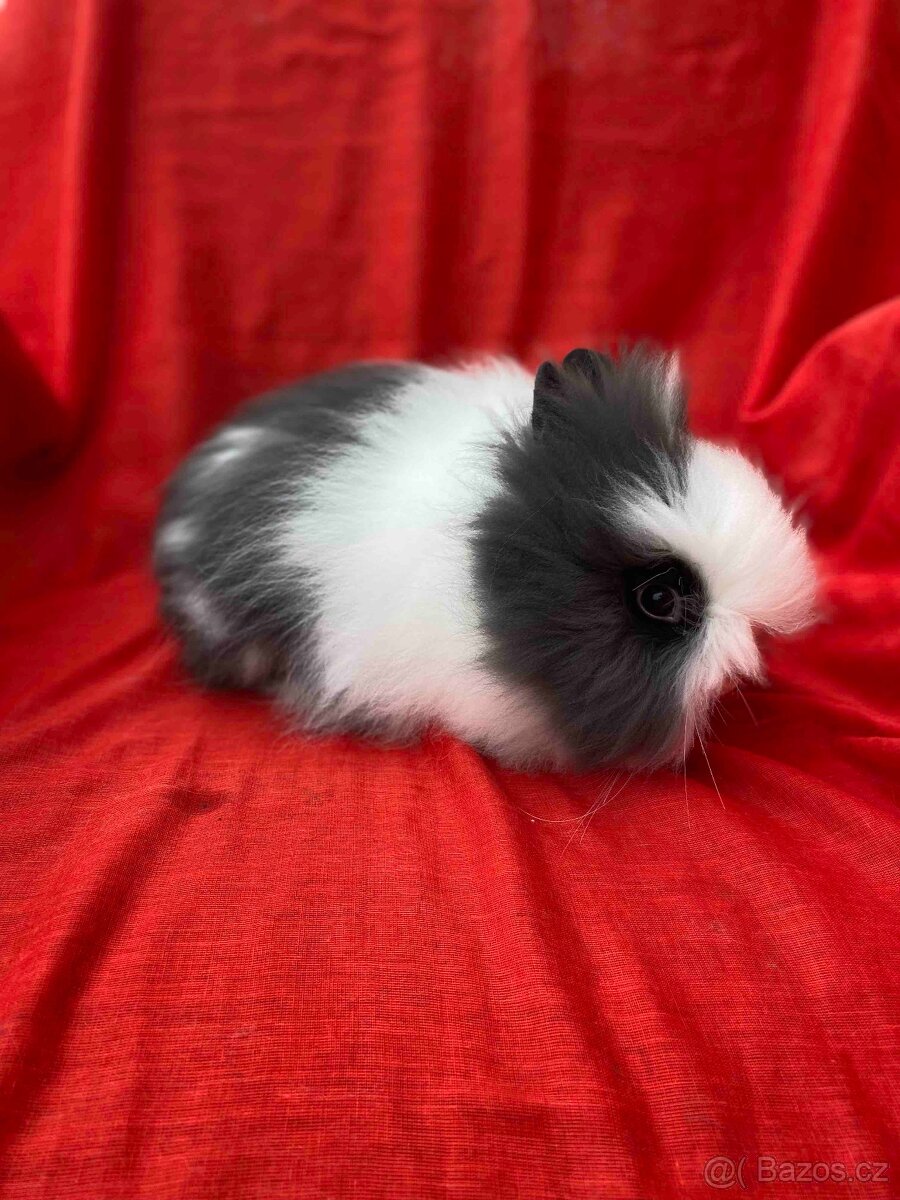 ZAKRSLÝ TEDDY KRÁLÍČEK - KRÁLÍČCI - 3