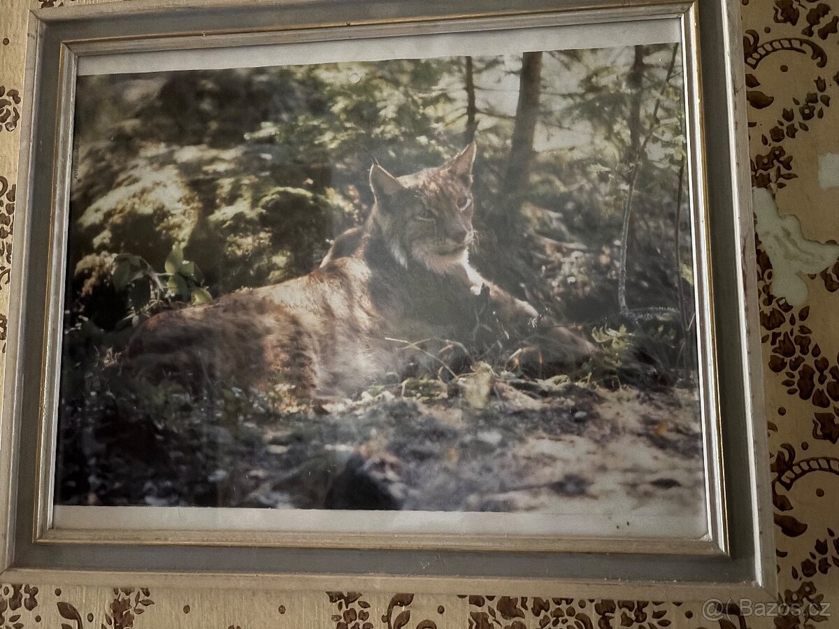 Zasklené obrázky - 3