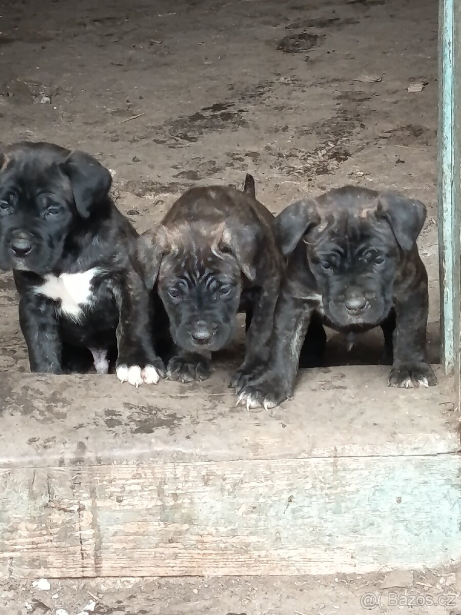 Cane Corso bez PP - 3
