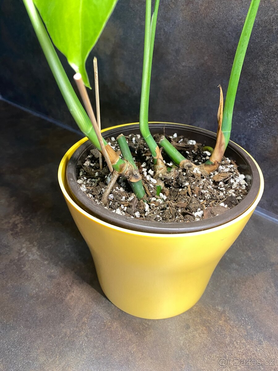 Monstera deliciosa - 3