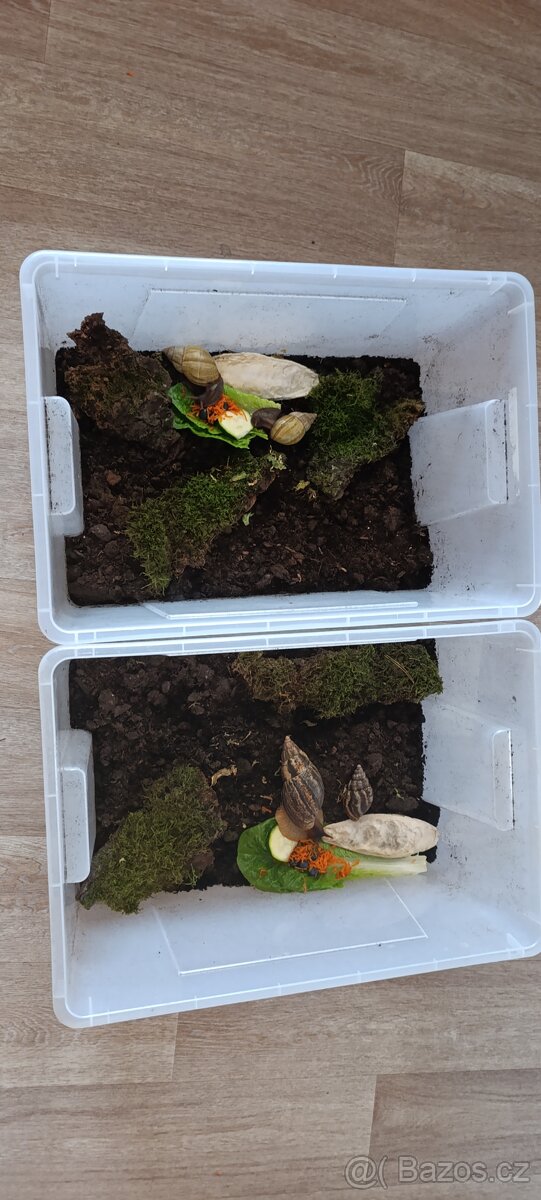 Afričtí šneci - 3