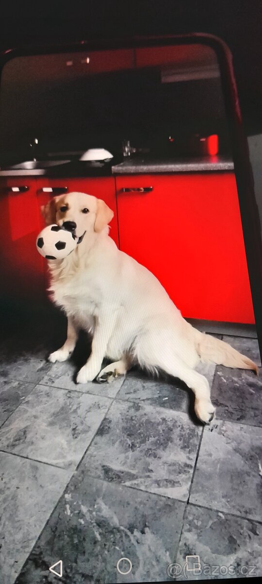 Zlatý retrívr - 3