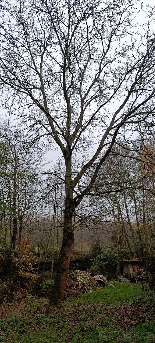 Kmeny ořešáku - 3