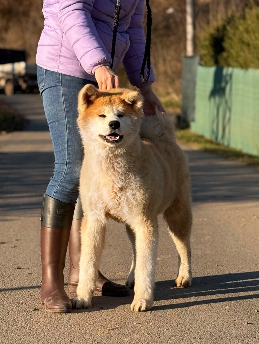 Akita Inu s průkazem původu FCI & AKIHO - odběr ihned - 3