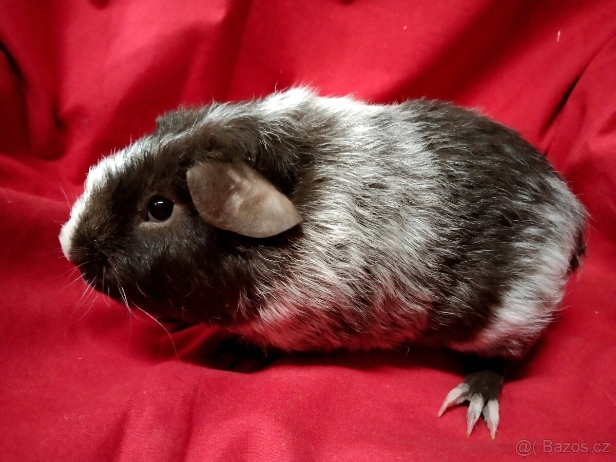 Morče 2x dalmatin, skg, sourozenci - 3