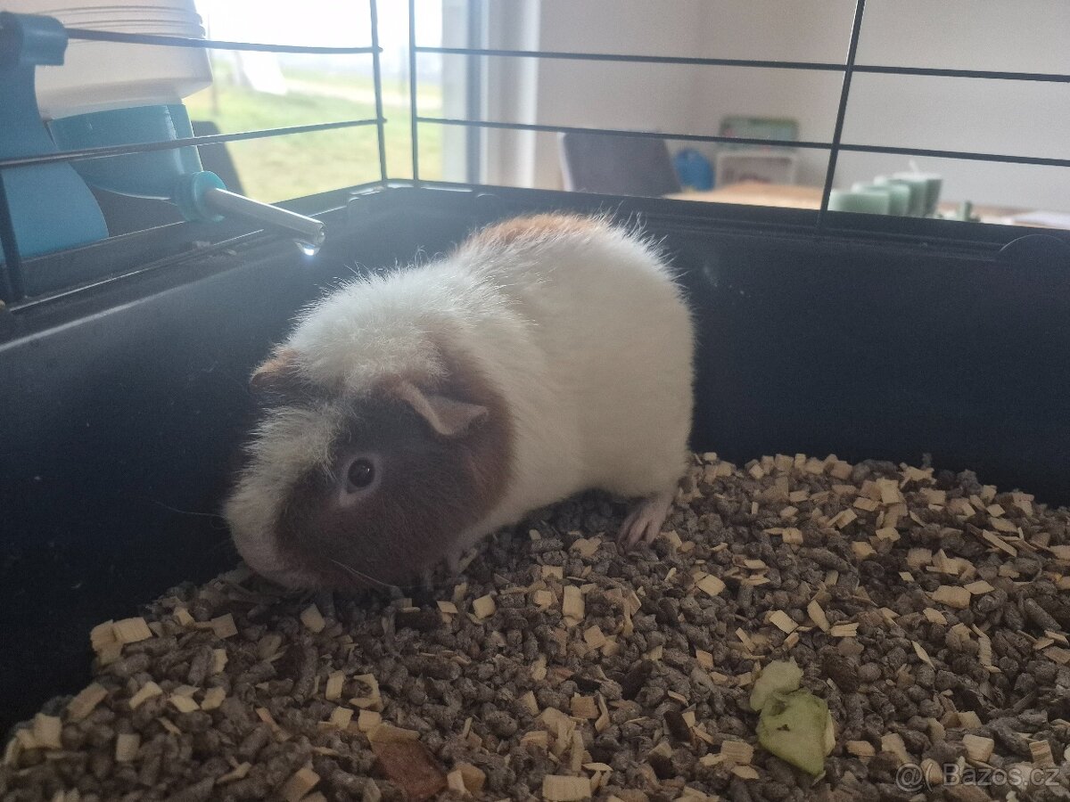 Daruji US teddy morče - 3