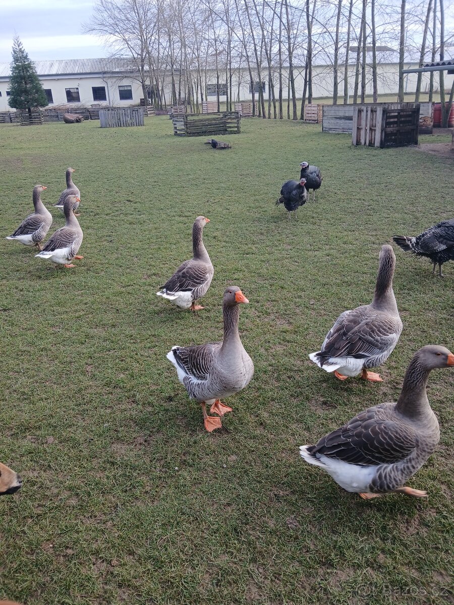 Prodám husy - Landéská - 3