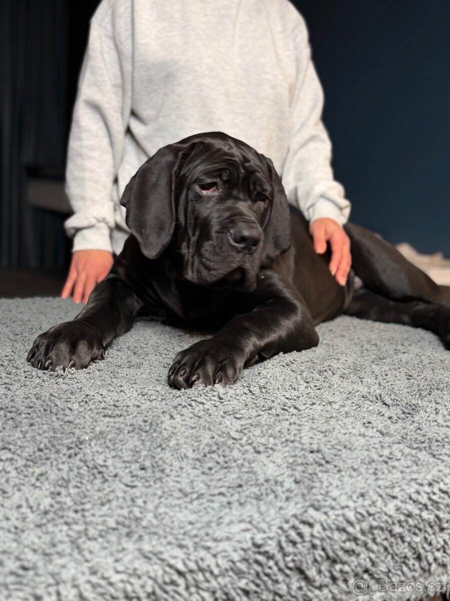Cane Corso štěně 3,5 měsíce - 3