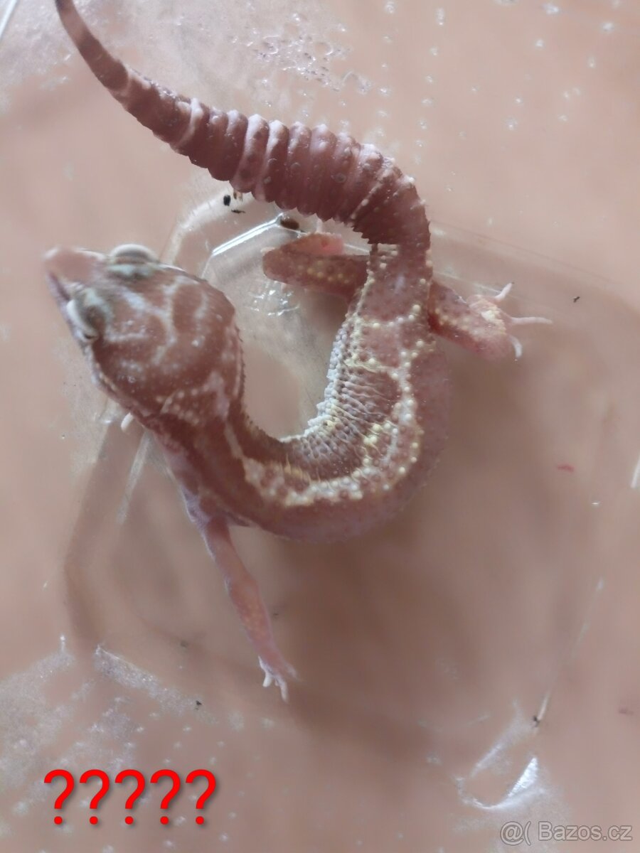 SLEVA - Gekončík noční ( Eublepharis macularius ) - 3