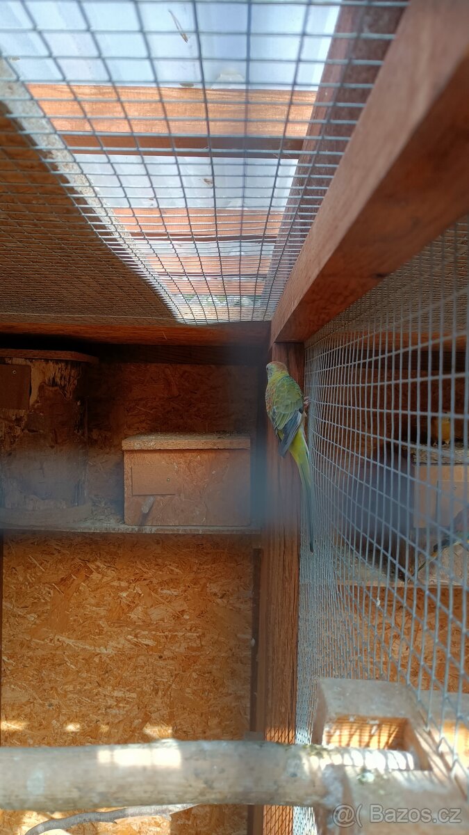 Papoušci zpěvavý - 3