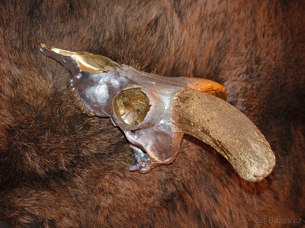 Originální dekorace – mufloní lebka - 3