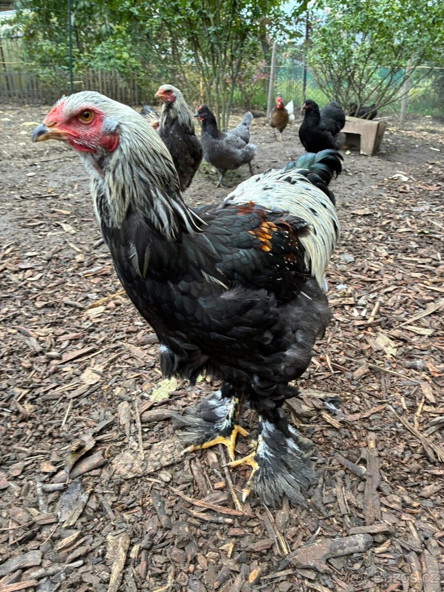 Kohouti brahmanka velká - 3