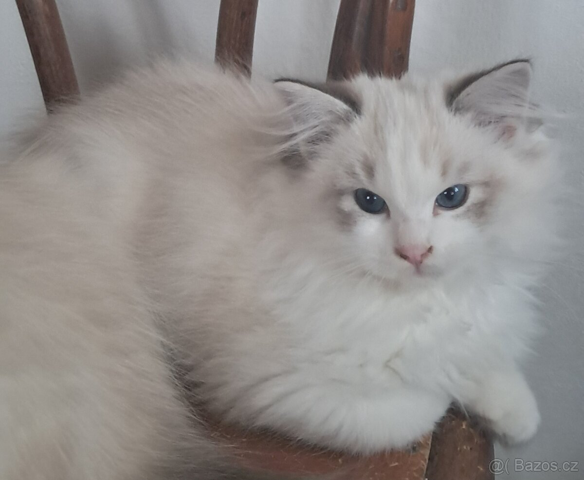 Koťátka ragdoll s PP (FIFE) - 3