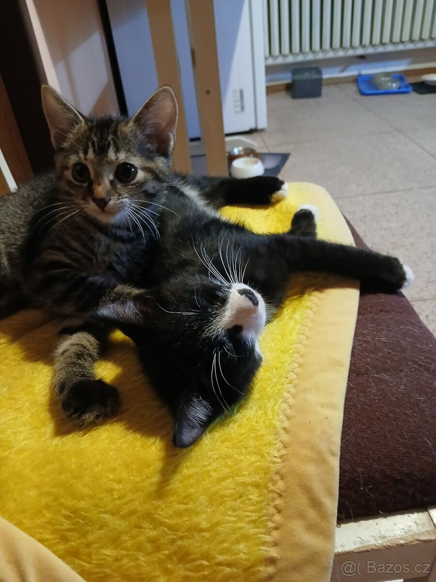 Darujeme koťátka - 3