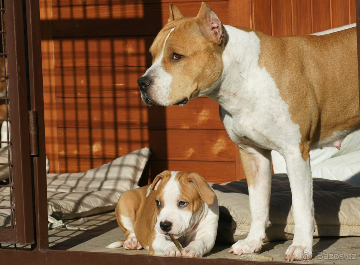 Psík Atrey 🐶 Americký Stafordšírsky teriér s PP 🐾 🩵 - 3