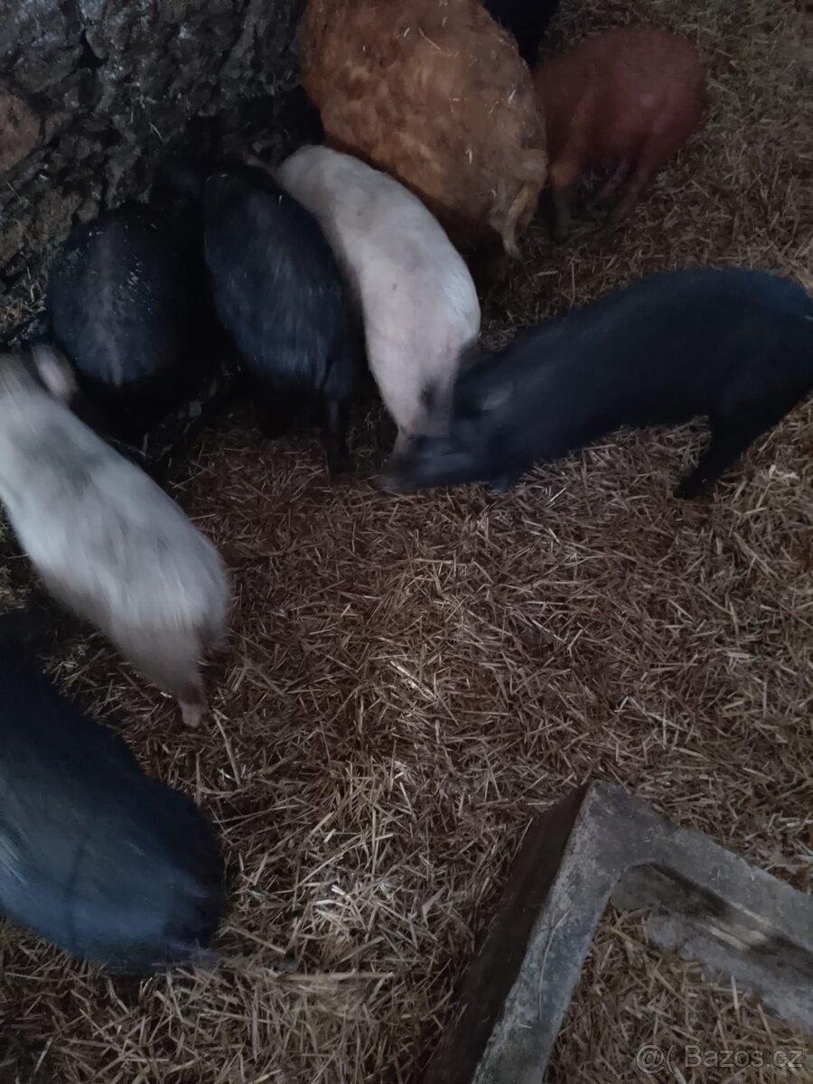 Prodám selata - 3