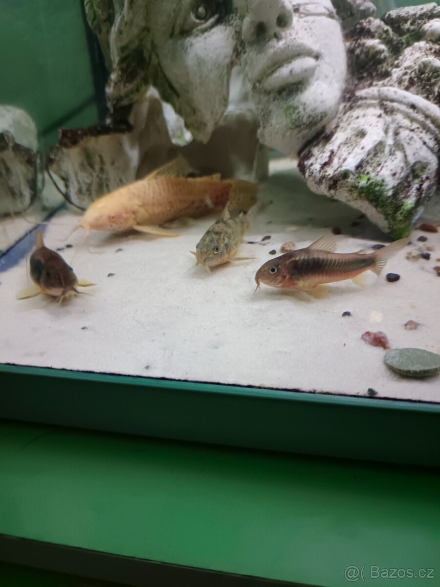 Pancerníčky a krunýřovce - 3