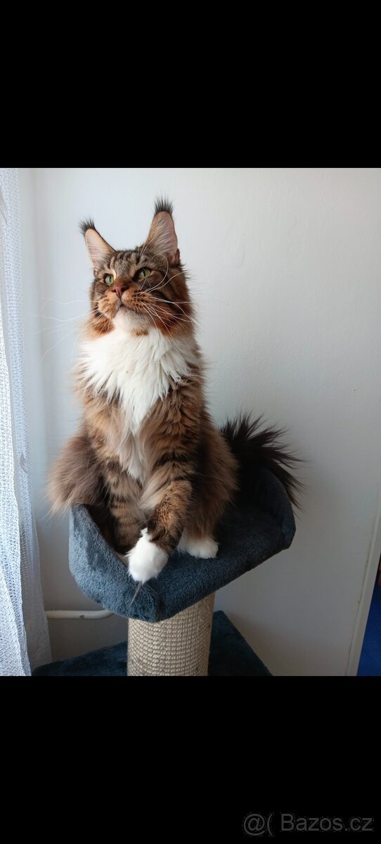 Mainská mývalí - 3