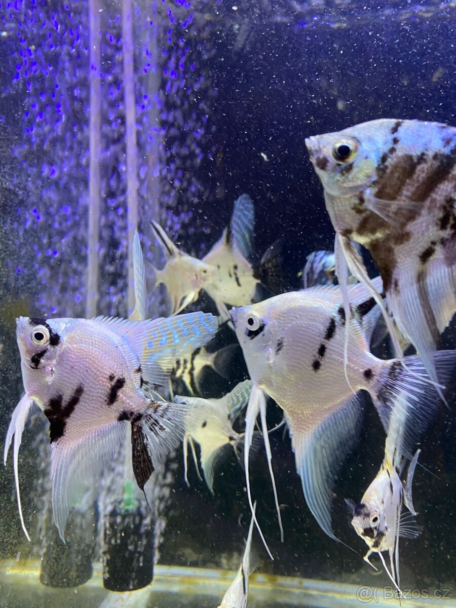 Skalára amazonská - 3