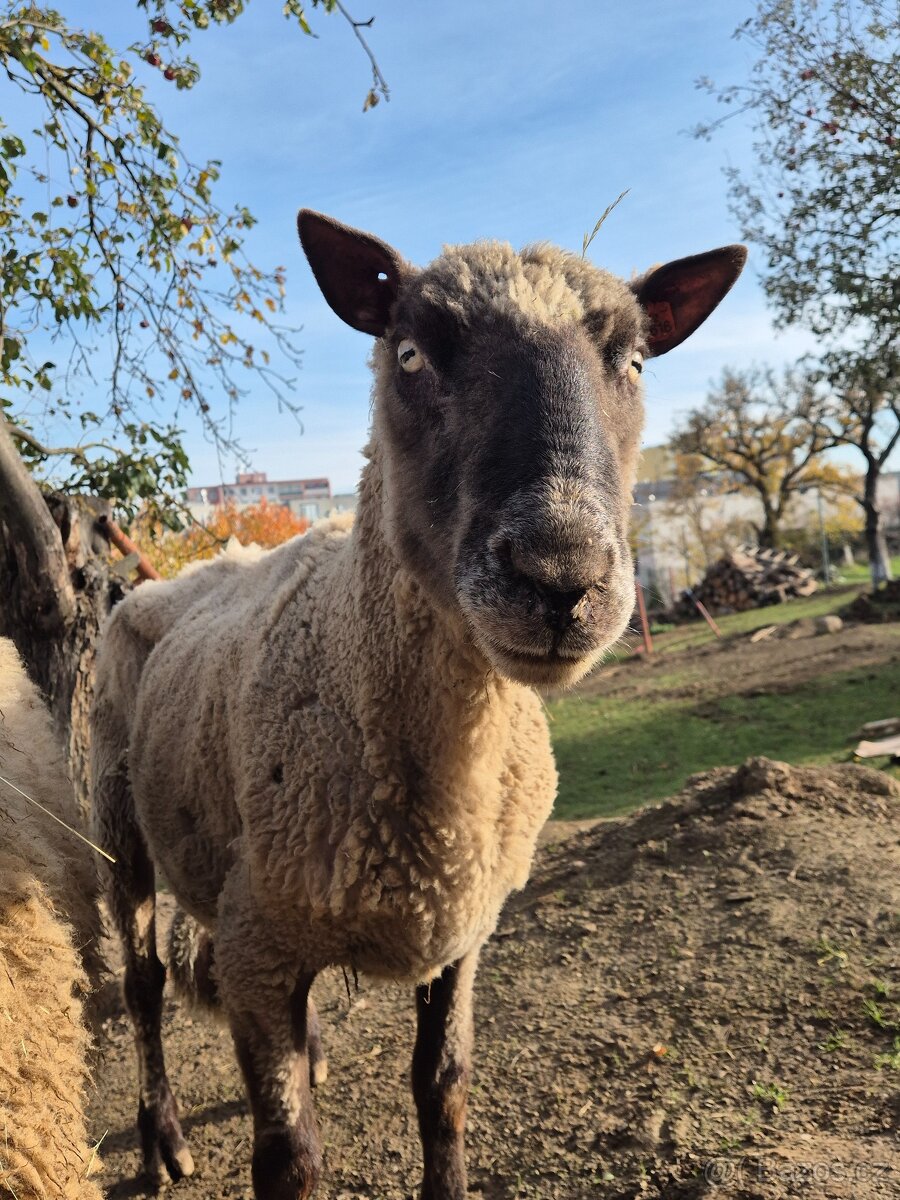 Plemenný beran Clun forest - 3