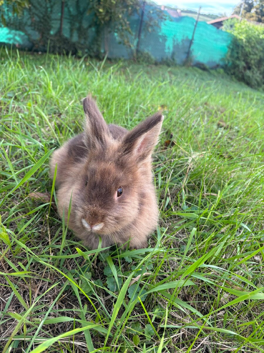 Zakrslý králík - 3