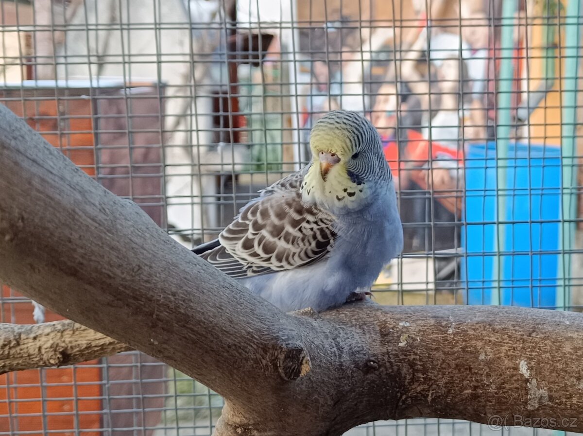 Prodám andulky z venkovní voliery - 3