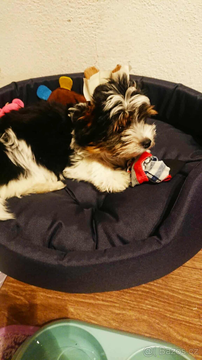 Jorkširský teriér BIEWER s PP - 3