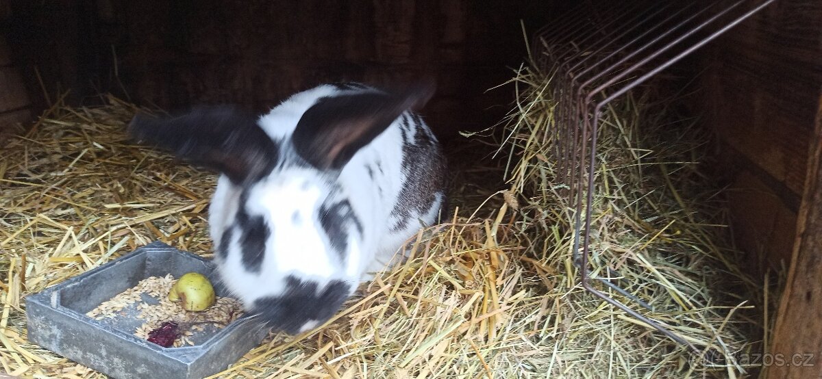 Německý obrovitý strakáč - 3