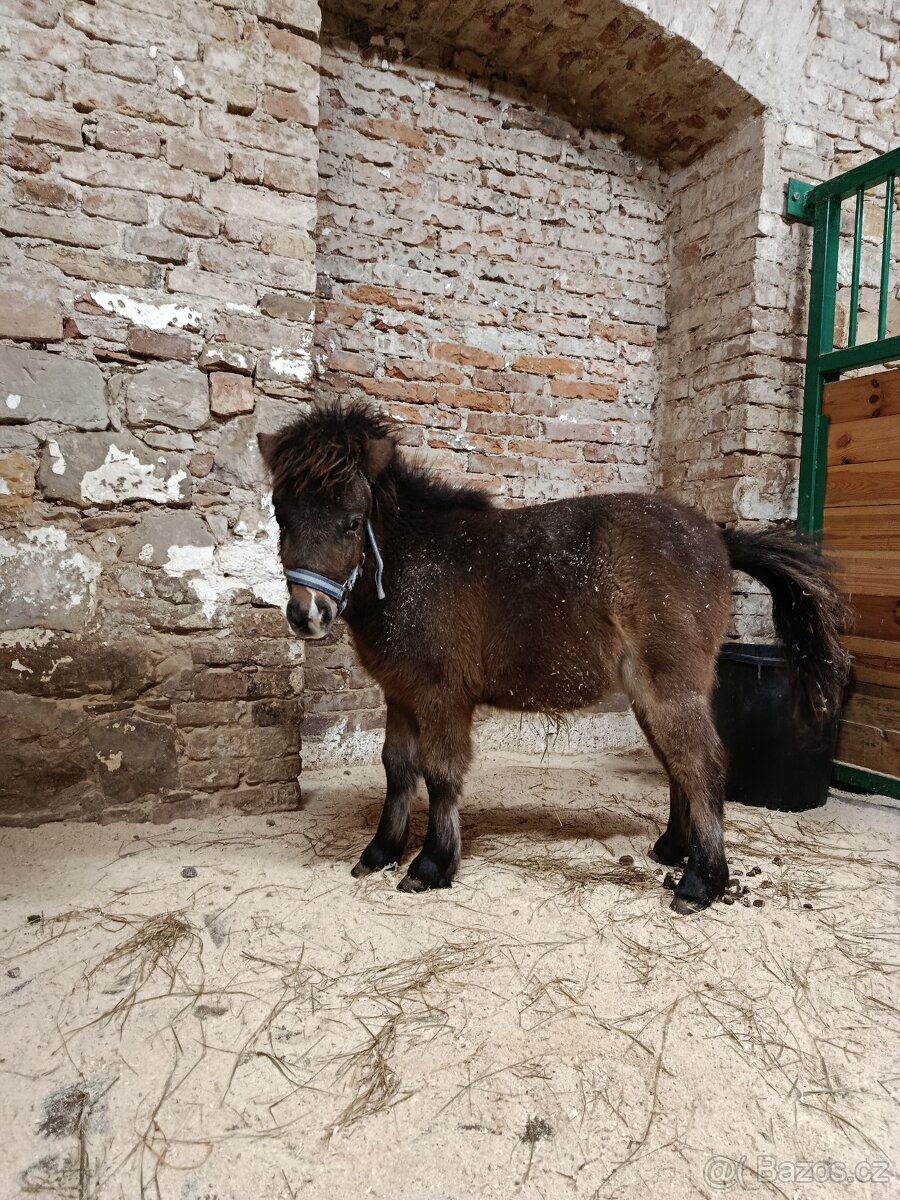 Poník mini - 3