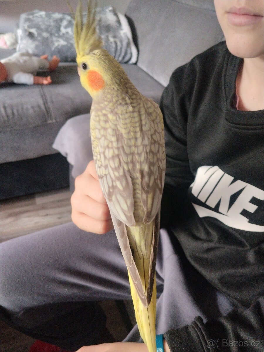 Korela chocholatá - 3