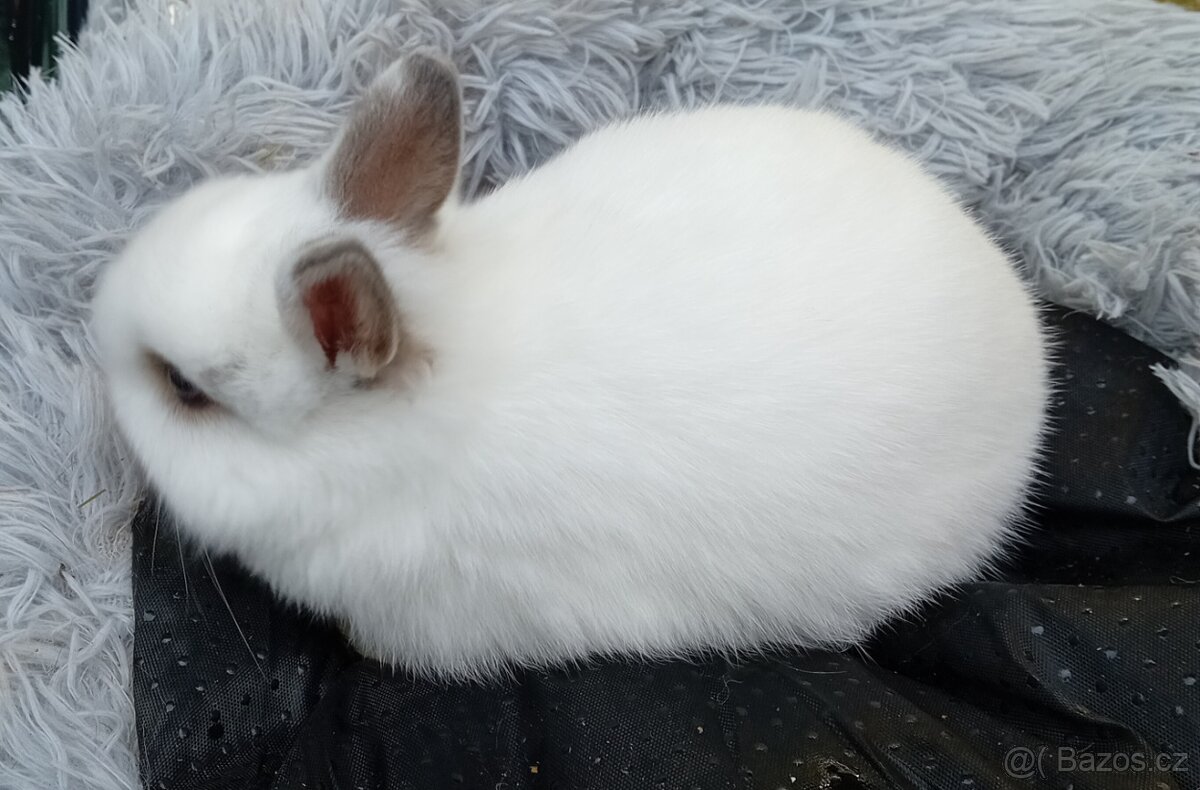 Zakrslý králíček E2 a E3 - 3