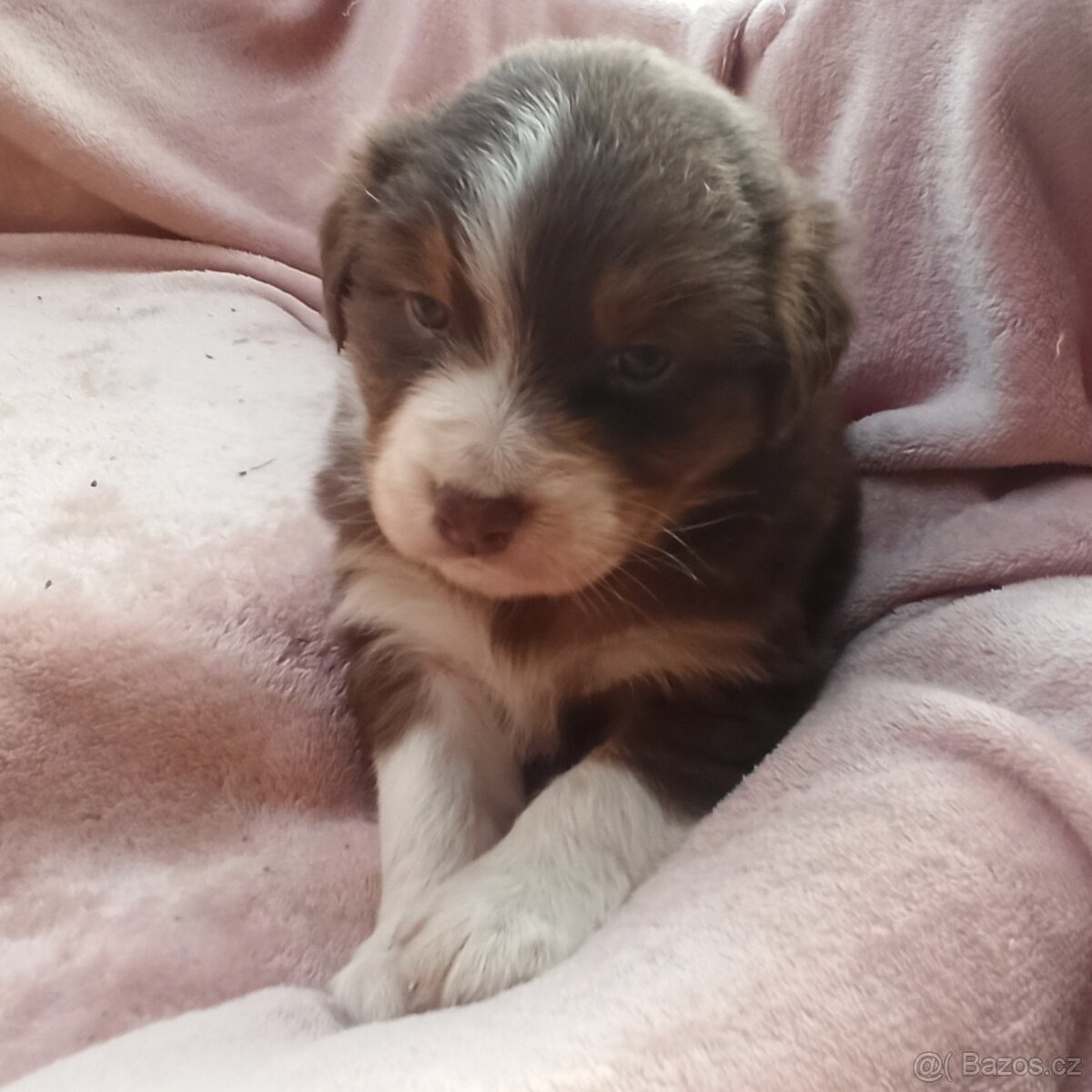 Australský ovčák štěňátka s PP - 3