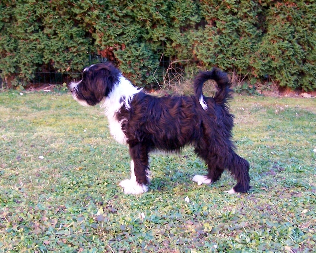 Tibetský teriér s PP - 3