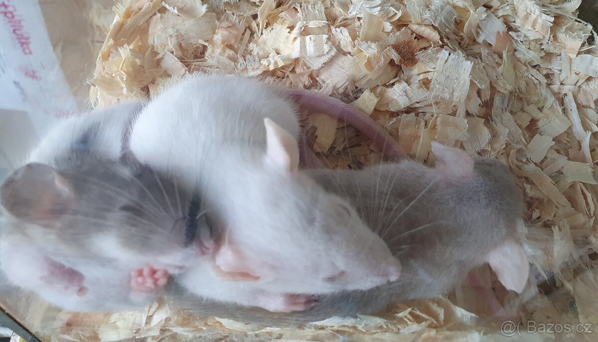 Myši potkánci morčátka - 3