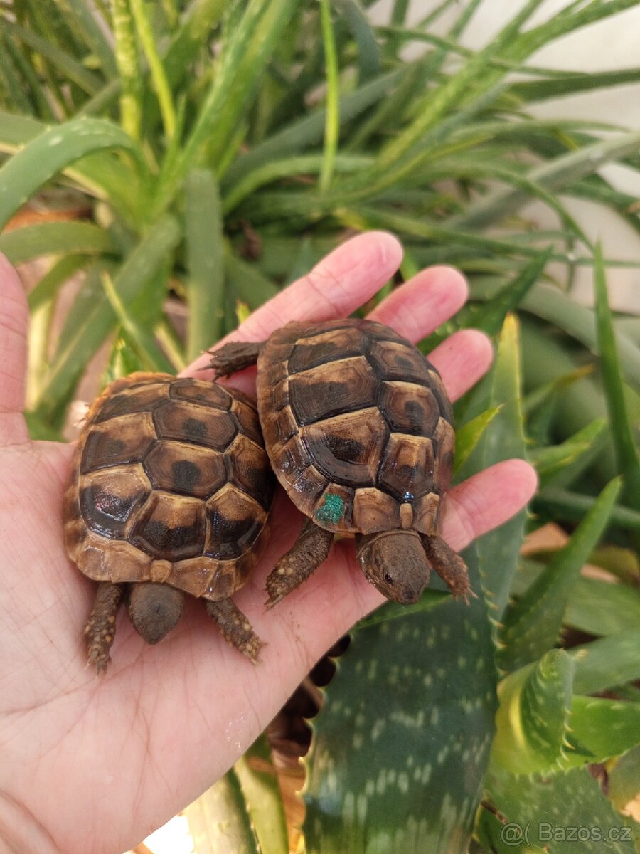 Želva zelenavá, mláďata kupní smlouva+Cites - 3