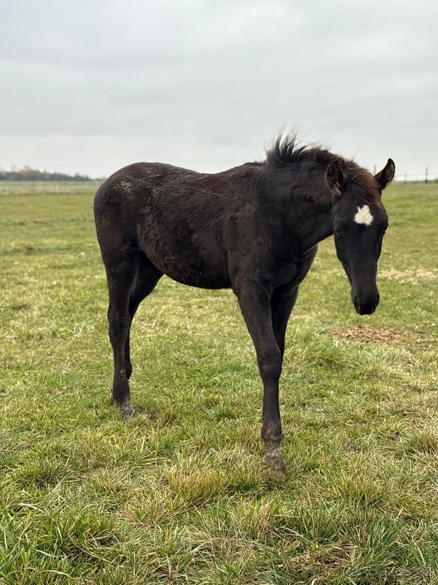 Prodám hřebečka - 3