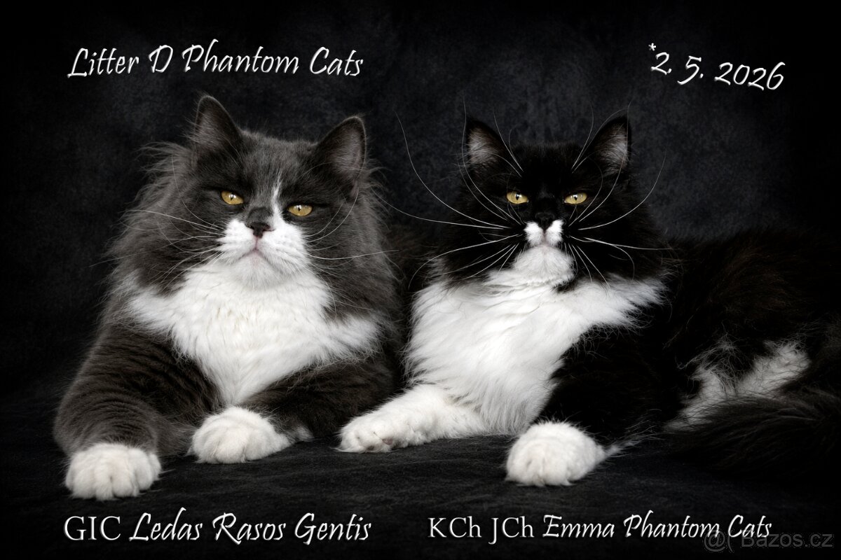 Sibiřská kočka s PP - Daenerys Phantom Cats - 3