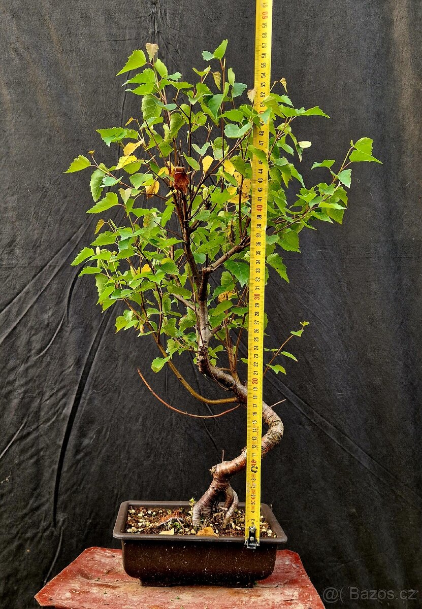 Bonsai, Bonsaj - Briza Belokora -1 - 3