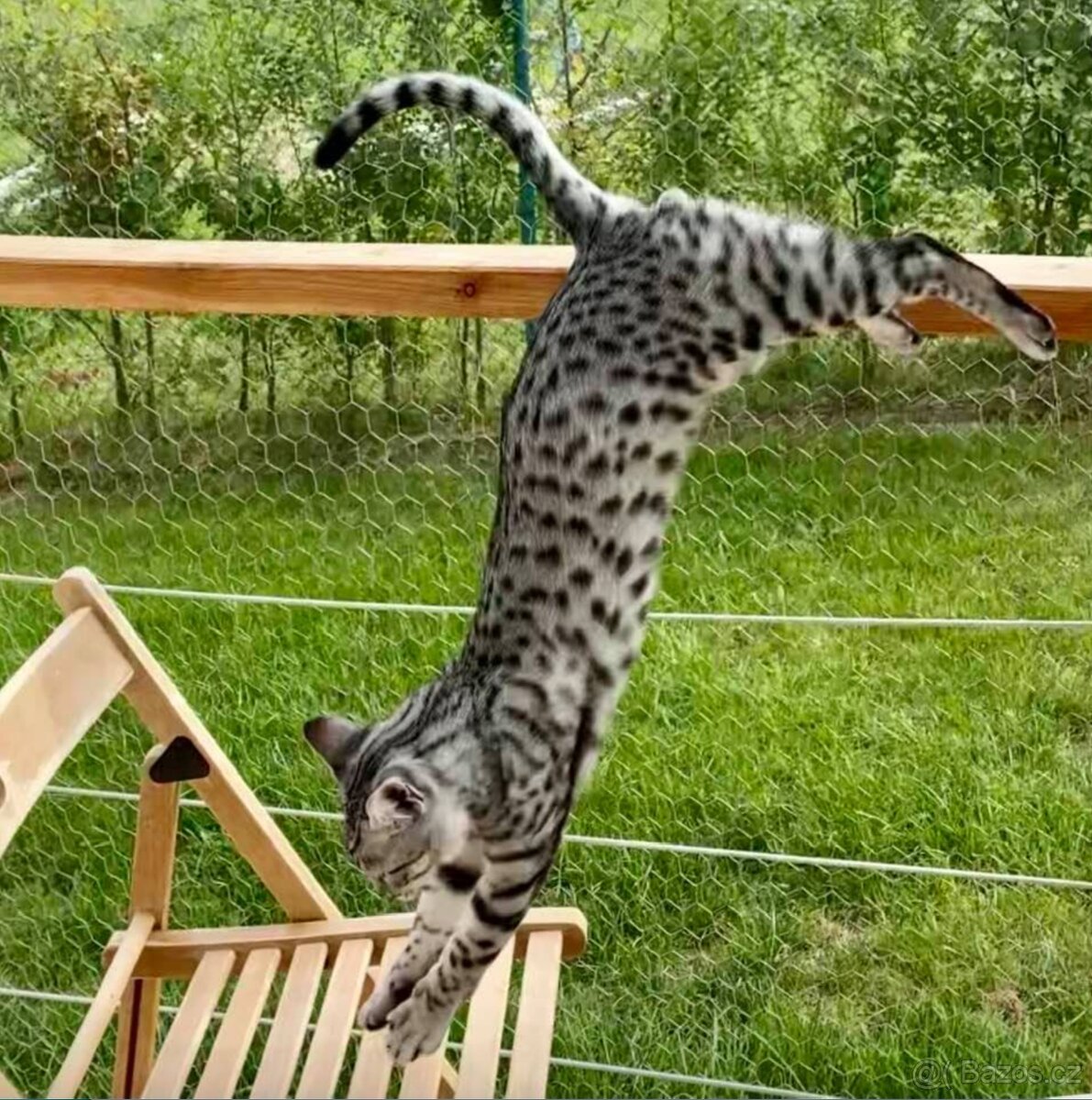 Egyptská Mau s rodokmenem - 3