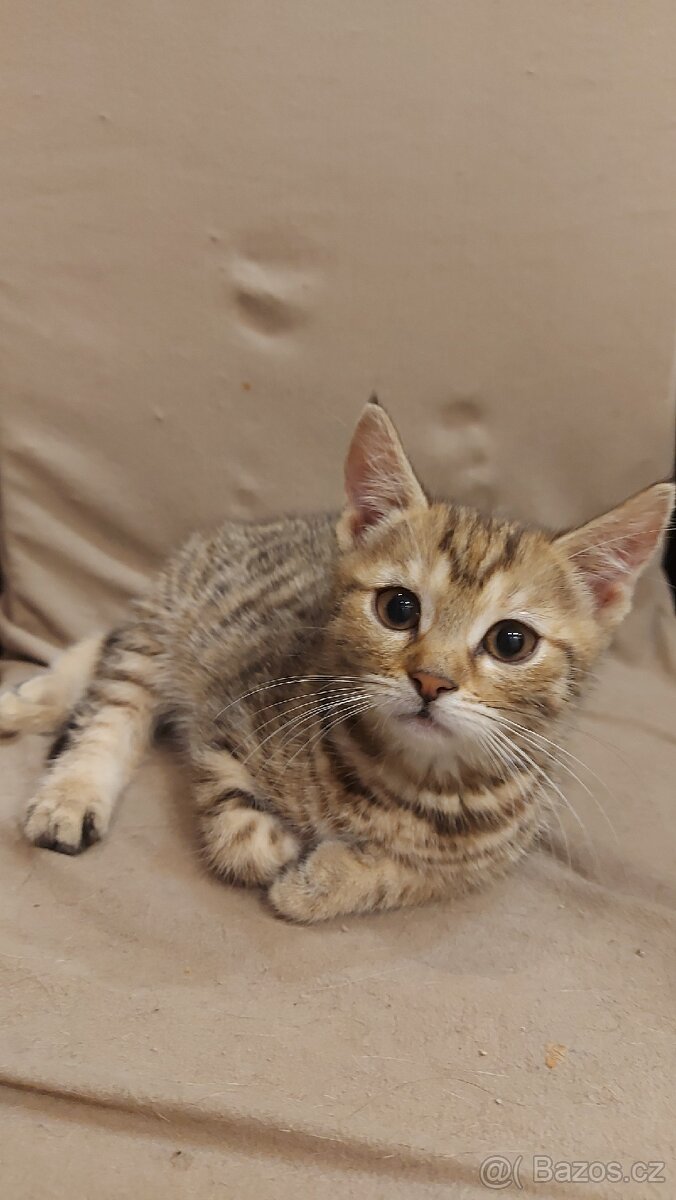 Daruji 2 koťátka (2 holky) - 3